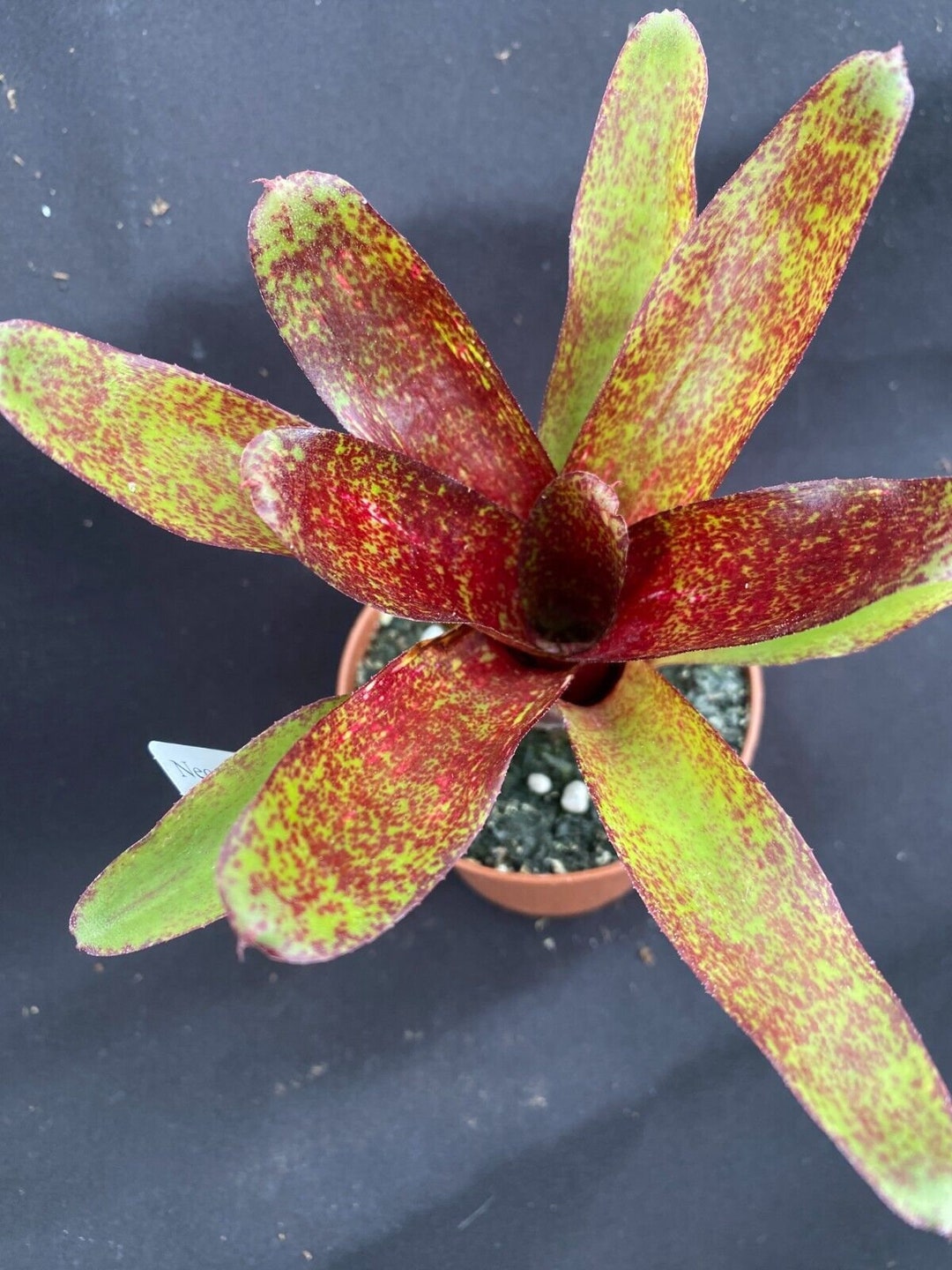 Neoregelia Red Waif. Dwarf Bromeliad, Rooted Plant Shipped in 3