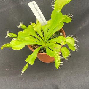 May include: A vibrant green Venus flytrap plant, Dionaea muscipula 'Mammoth', potted in a small brown plastic container. The plant features multiple open traps with distinct marginal spines and a white plant identification tag tucked into the soil.