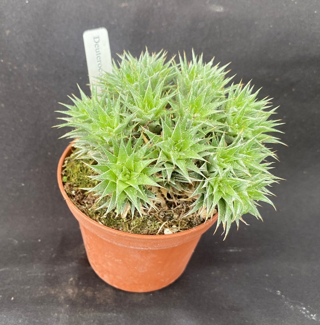 Deuterocohnia Brevifolia Dwarf Bromeliad Grows Like A Succulent 