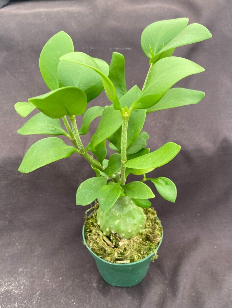 Myrmecodia tuberosa papuana, Ant House Plant, Established Plant Shipped in 3 Pot image 1