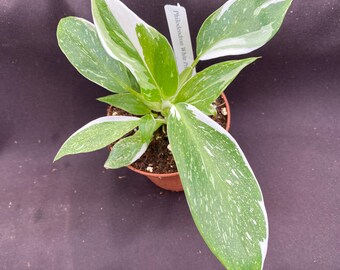 May include: A small potted plant with white and green variegated leaves. The plant is labeled "Philodendron White Princess".