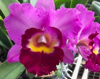 Rhycholaeliacattleya Shannon Conner 'Pink Paradise',  Cattleya Type Orchid Plant Shipped in 2.5" Pot