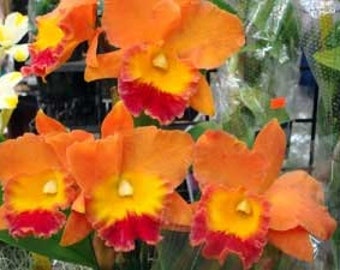 Rlc. Hawaiian Thrill 'Paradise'  Cattleya Type Orchid Plant Shipped in 2.5" Pot