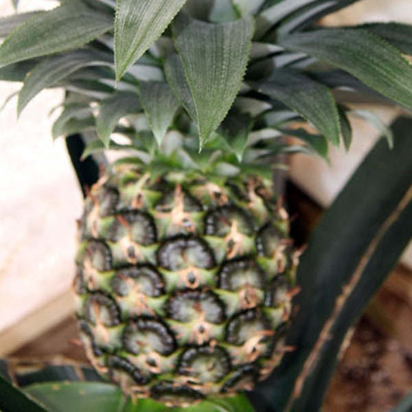 Ananas comosus 'Sugarloaf',  The Kona Sugarloaf Pineapple.  Rooted Plant Shipped in 3" Pot