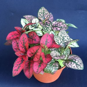 Polka Dot Plants, Hypoestes, Fun Colorful Plants