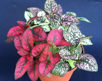 Polka Dot Plants, Hypoestes, Fun Colorful Plants