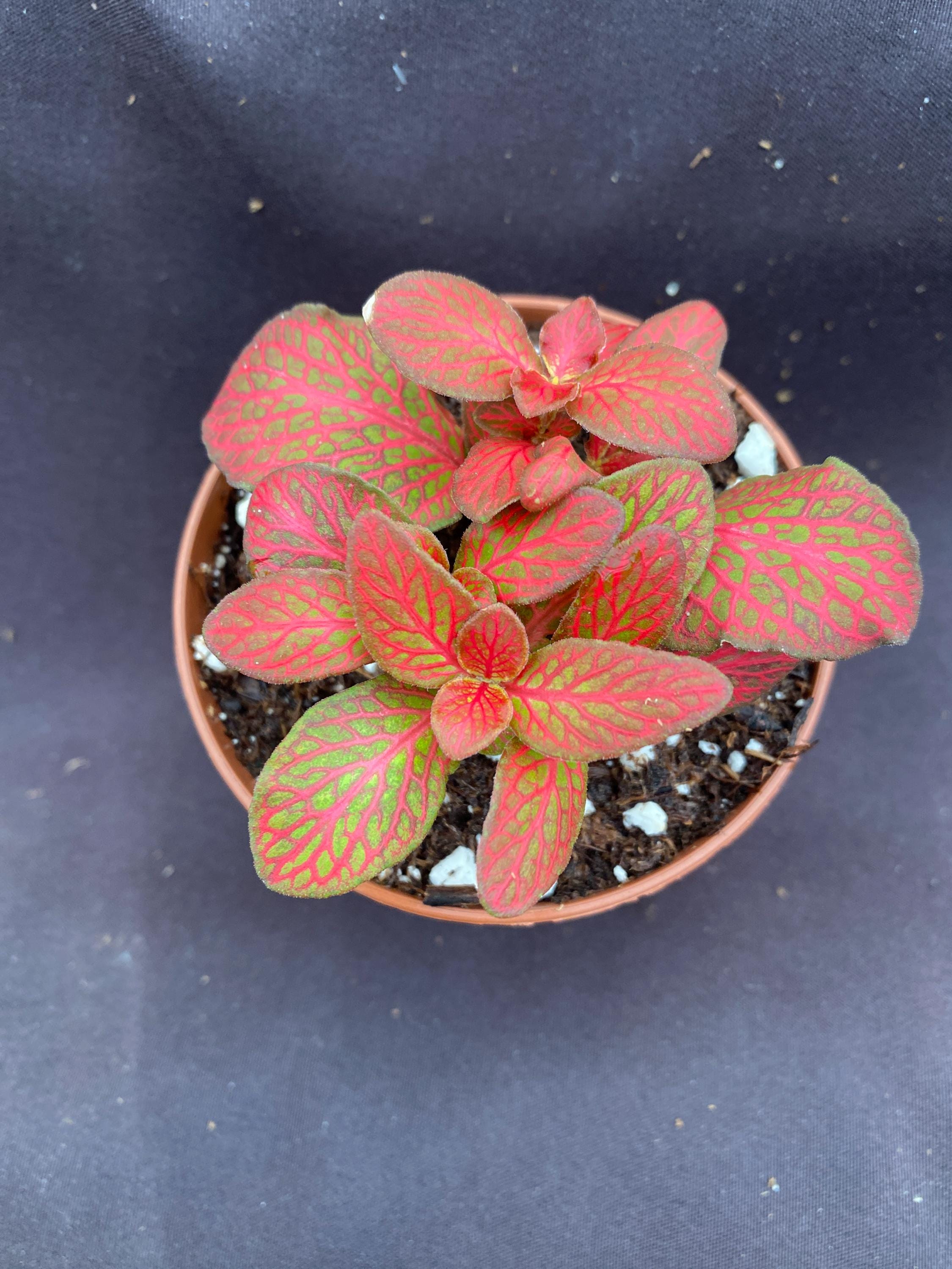 Fittonia Red Flame,  Vivid Red Colored Low Growing Plant,  Rooted Plant Shipped in 3" Pot