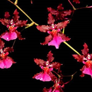 Oncidium Sharry Baby 'Red Fantasy',  Famous Orchid with Chocolate Fragrance.  Rooted Plant Shipped in 2.5" Pot
