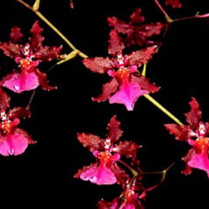 Oncidium Sharry Baby &#39;Red Fantasy&#39;,  Famous Orchid with Chocolate Fragrance.  Rooted Plant Shipped in 2.5&quot; Pot