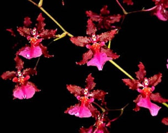 Oncidium Sharry Baby 'Red Fantasy',  Famous Orchid with Chocolate Fragrance.  Rooted Plant Shipped in 2.5" Pot