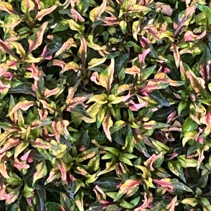 May include: A close-up of a vibrant green plant with pink and yellow variegation. The leaves are small and have a slightly pointed shape. The plant is densely packed together, creating a lush and textured appearance.