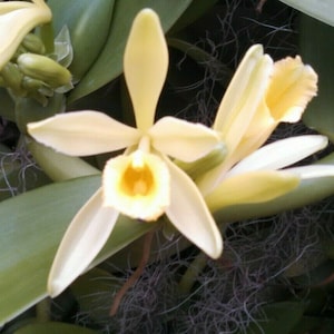 May include: Close-up of a vanilla orchid flower with creamy yellow petals and a bright yellow center. The flower is surrounded by green leaves and stems, with some buds visible. The image is well-lit and shows the delicate details of the flower.