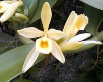 Vanilla Bean Orchid Plant, Vanilla planifolia, Grow your own Vanilla Beans!  Rooted Plant Shipped in 2.5" Pot