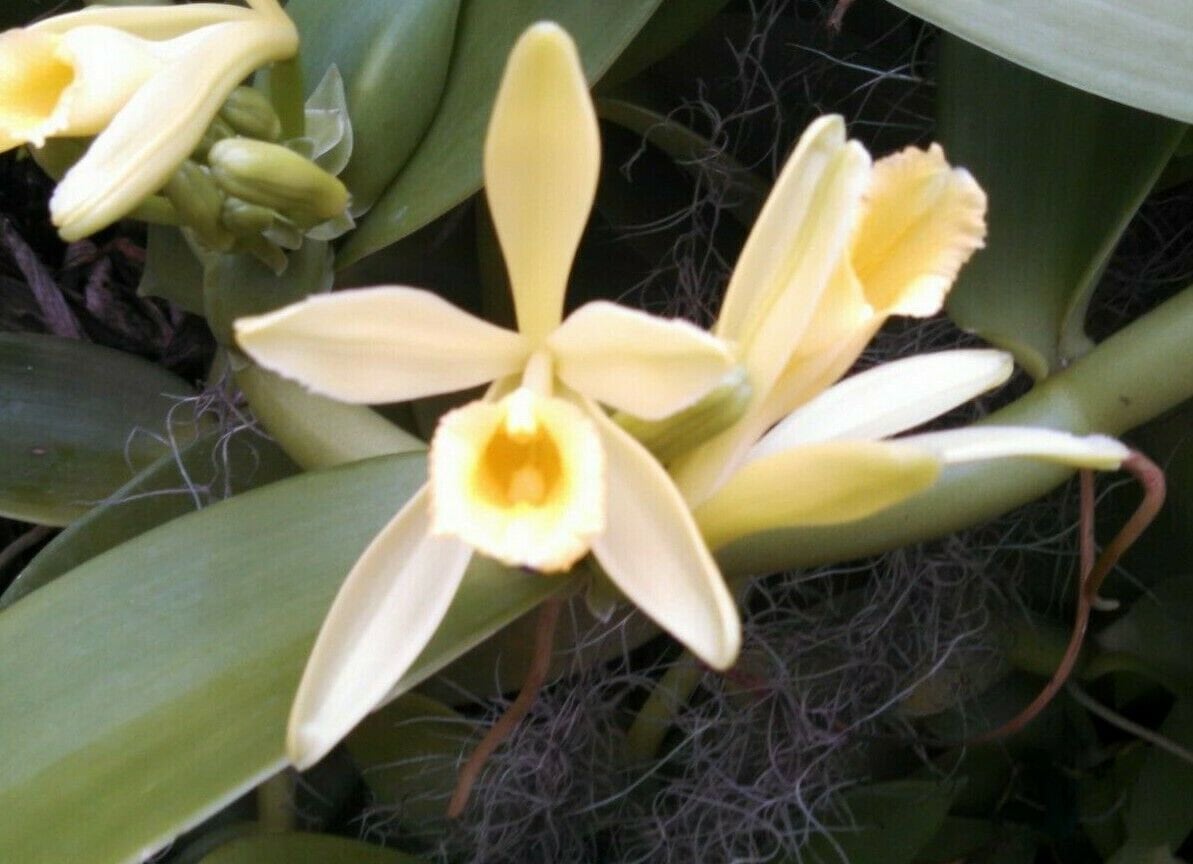 Мадагаскарская ваниль. Орхидеи Vanilla planifolia. Мадагаскарская ваниль растение. Ваниль (v. planifolia.