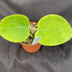 Hoya loyceandrewsiana,  The Dinner Plate Hoya.  Rooted Plant Shipped in 3&quot; Pot