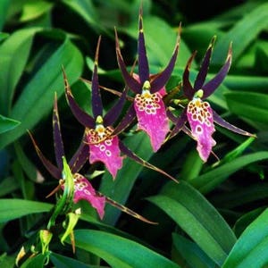 Bratonia Shelob 'Tolkien' AM/AOS,  Oncidium Type Orchid Plant Shipped in 2.5" Pot