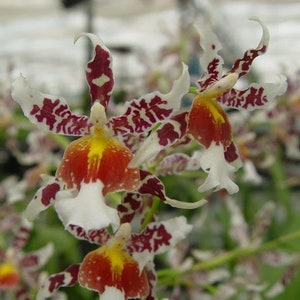 Oncidium Rex's Luck 'Firefly'  Orchid Plant Shipped in 2.5" Pot