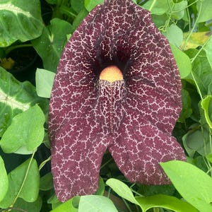 Calico Flower or Dutchman&#39;s Pipe (Aristolochia littoralis).  Most Unusual Vine.  Rooted Plant Shipped in 3&quot; Pot