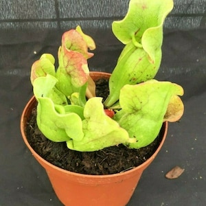 May include: A potted carnivorous pitcher plant, featuring vibrant green and reddish-pink pitchers. The plant is in a small, terracotta-colored pot filled with dark soil. The background is a dark, textured surface.