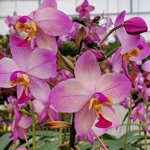 May include: A cluster of pink orchid flowers with yellow centers. The flowers are in various stages of bloom, with some fully open and others still in bud.