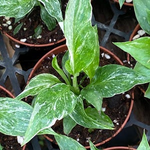 Variegated Peace Lily,  Spathiphyllum Domino.  Rooted Plants Shipped in 3" Pot