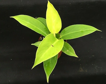 Philodendron 'Moon Light'  Rooted Plant Shipped in 3" Pot