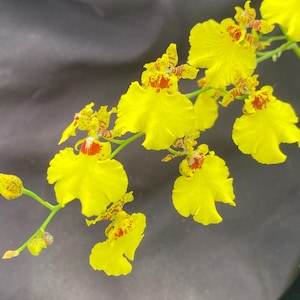 May include: A close-up of a vibrant yellow orchid branch with multiple blooms. The petals are a bright yellow with red and brown markings. The background is a dark, neutral color, highlighting the flower's details.