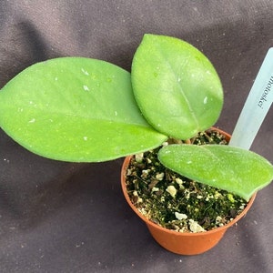 Hoya motoskei, Rare Hoya, Rooted Plant Shipped in 2.5 Pot image 2