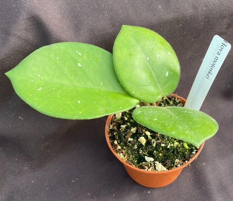 Hoya motoskei, Rare Hoya, Rooted Plant Shipped in 2.5 Pot image 2