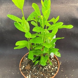 May include: A small potted plant with vibrant green leaves. The plant is in a brown plastic pot filled with soil. The leaves have water droplets on them, suggesting recent watering. The plant has multiple stems and is a bright, healthy green.