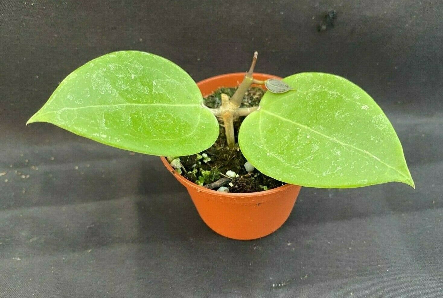 Hoya Sp. 33 AP 1054, Rare Hoya, Rooted Plant Shipped in 2.5