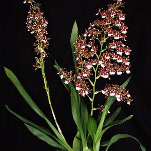 Oncidium Pacific Pagan 'Kilauea',  Orchid Plant Shipped in 2.5" Pot.