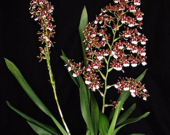 Oncidium Pacific Pagan 'Kilauea',  Orchid Plant Shipped in 2.5" Pot.