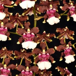 May include: Close-up of a cluster of brown and white orchids with pink centers. The orchids are in bloom and have a delicate, intricate appearance.