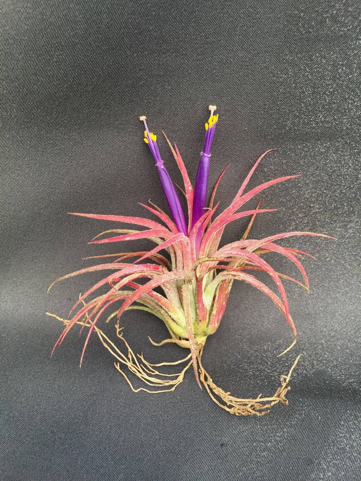 Air Plant, Tillandsia Ionantha, the Blushing Bride - Etsy