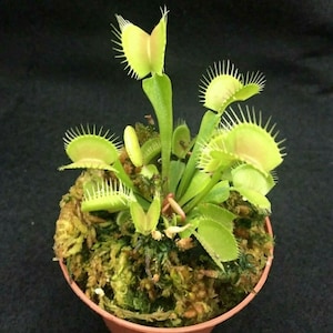 May include: A Venus flytrap plant with multiple bright green, open, jaw-like traps featuring spiky cilia edges. The plant is potted in a small, round, terracotta-colored container filled with damp, textured green and brown sphagnum moss.