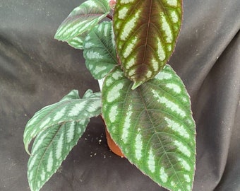 Cissus discolor,  Rex Begonia Vine or Tapestry Vine.  Rooted Plant Shipped in 3" Pot