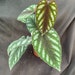 see more listings in the Foliage section