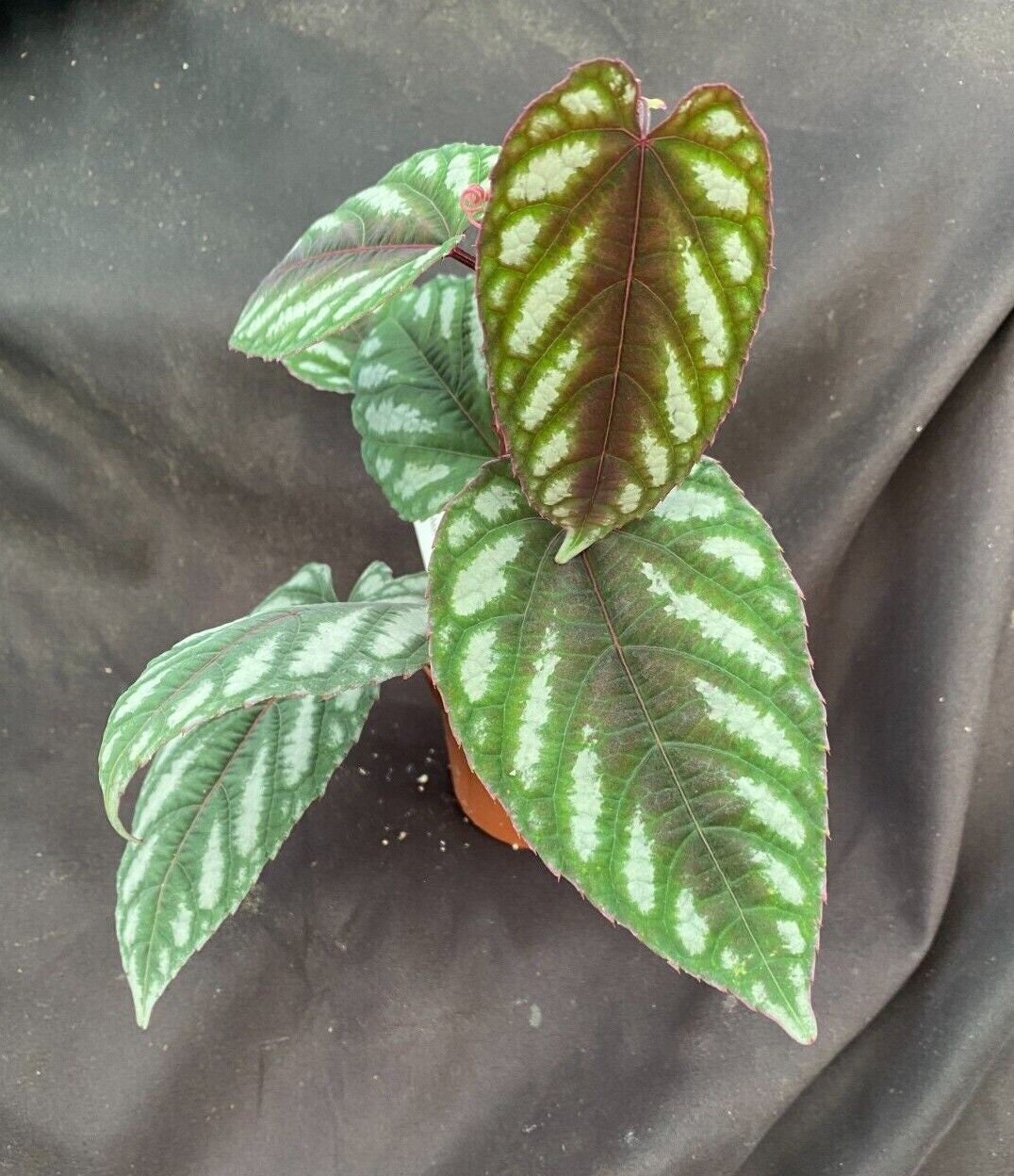 Cissus Discolor Rex Begonia Vine or Tapestry Vine. Rooted Plant
