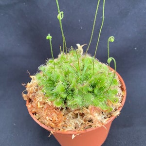 Sundew, Spoonleaf.  Rooted Carnivorous Plant Shipped in 2.5" Pot