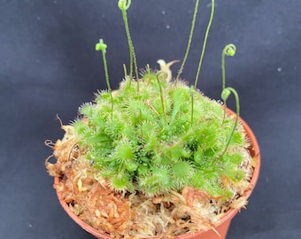 Sundew, Spoonleaf.  Rooted Carnivorous Plant Shipped in 2.5" Pot