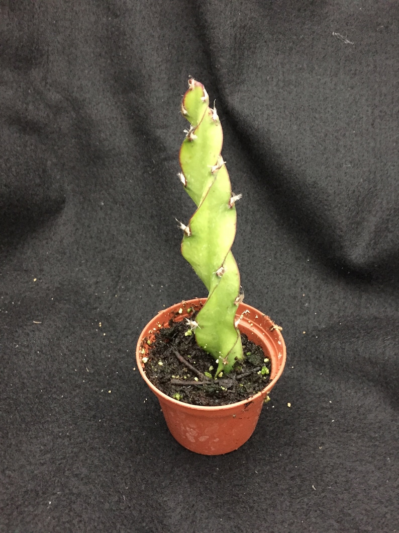 Lepismium cruciforme Spiralis - Thumbnail 2