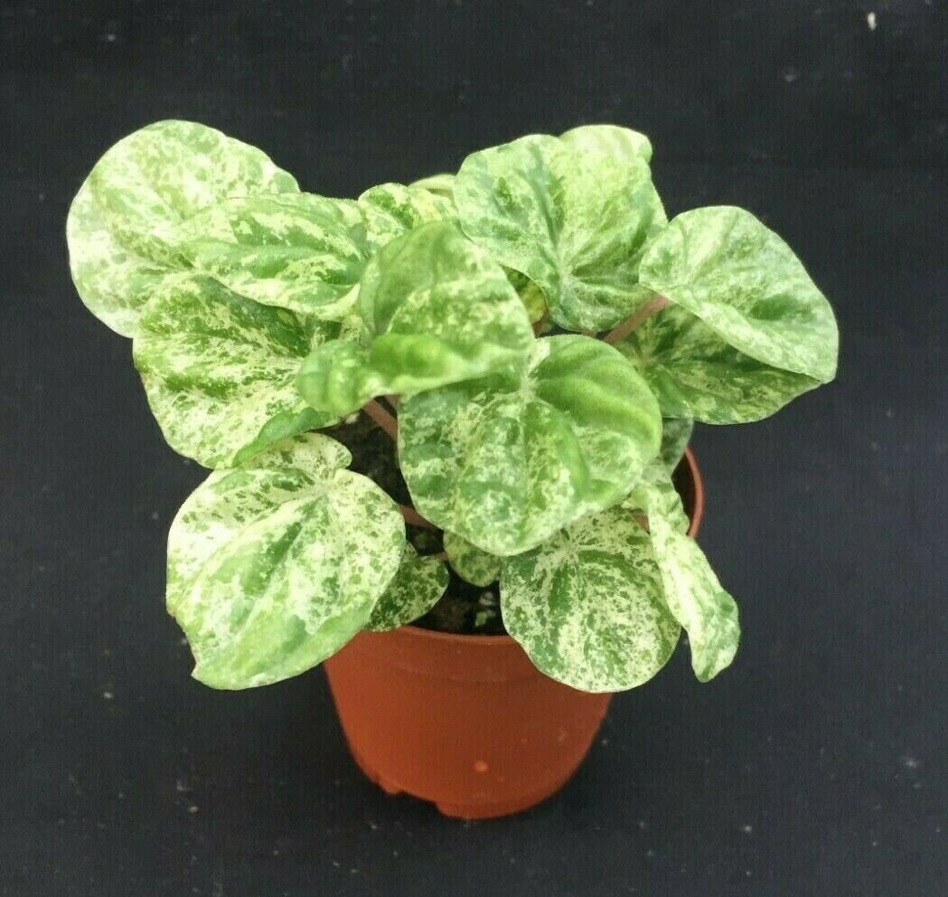 Peperomia Emerald Ripple Variegated,  Rooted Plant shipped in 2"…