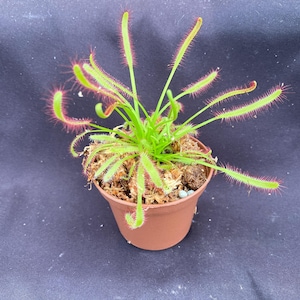 Drosera capensis,  The Cape Sundew.  Rooted Carnivorous Plant Shipped in 2.5&quot; Pot