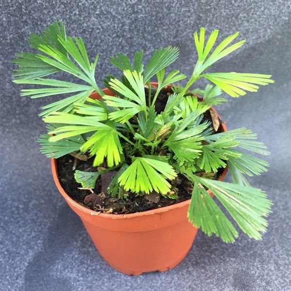 Eyelash Fern,  Actiniopteris sp.,  Rooted Plant Shipped in 3" Pot