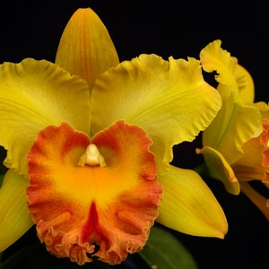 Rlc. Hawaiian Venture 'Carmela'  Cattleya Orchid Plant Shipped in 2.5" Pot