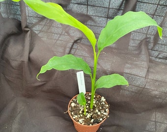 Alpinia galanga,  The Blue Ginger or Greater Galangal.  Rooted Plant Growing and Shipped in 3" Pot