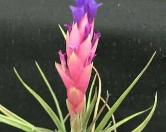 black raven zz plant price ZZ Plant Black Raven, Live Indoor Plant main image 1