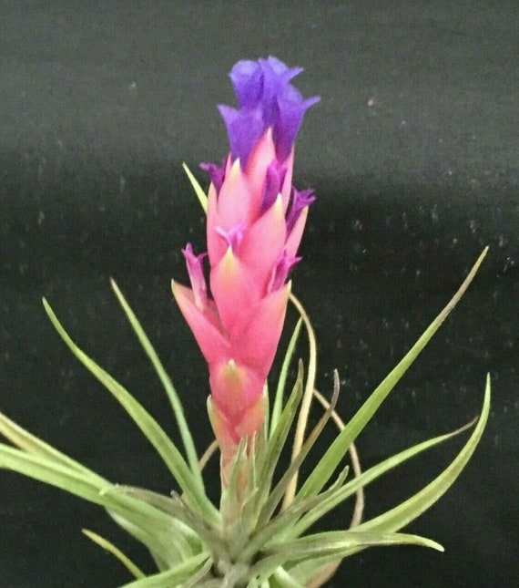 duratii air plant Tillandsia duratii at SPROUT HOME main image 0