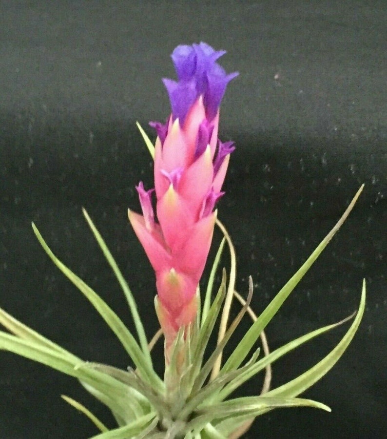 Tillandsia aeranthos Cold Hardy Air Plant Etsy